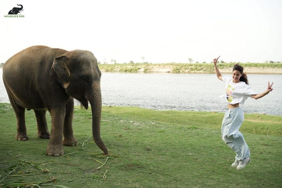 Delhi: All-Inclusive Day trip Taj Mahal with Elephant SOS - Wildlife SOS and the real cost of the animal visit