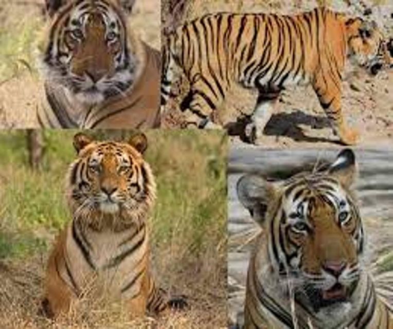 Delhi: Ranthambore National Park 3-Day Trip w/ Tiger Safari - Key points to know before booking