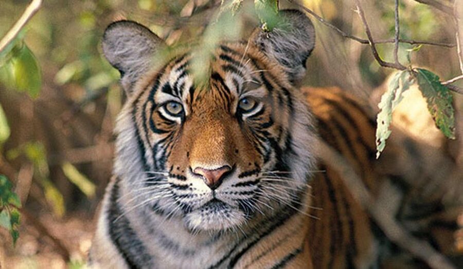 Delhi: Ranthambore National Park 3-Day Trip w/ Tiger Safari - The comfort level: private roads, shared wildlife experience