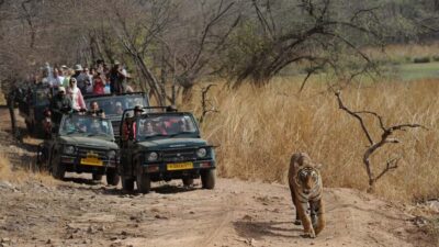 Same Day Sariska National Park Tour with Tiger Safari