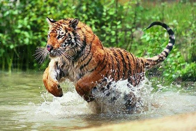 Delhi to Ranthambore Daily Tiger Safari Tour - Key points at a glance