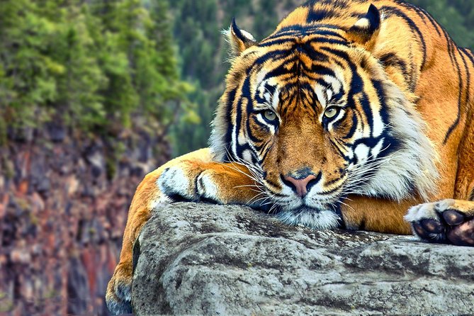 Delhi to Ranthambore Daily Tiger Safari Tour - Three days that put tiger country first
