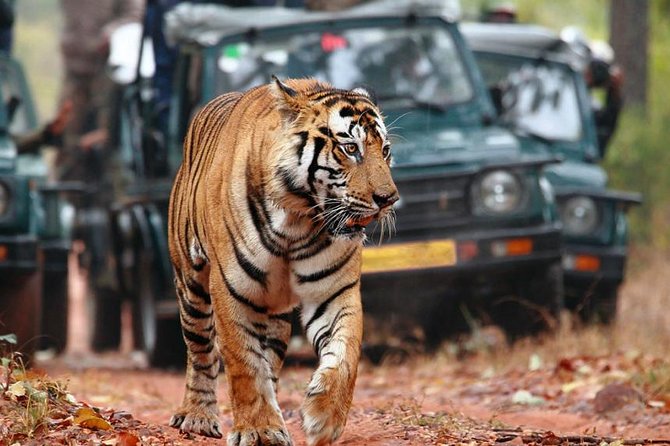 Delhi to Ranthambore Daily Tiger Safari Tour - Who should book this Ranthambore trip?