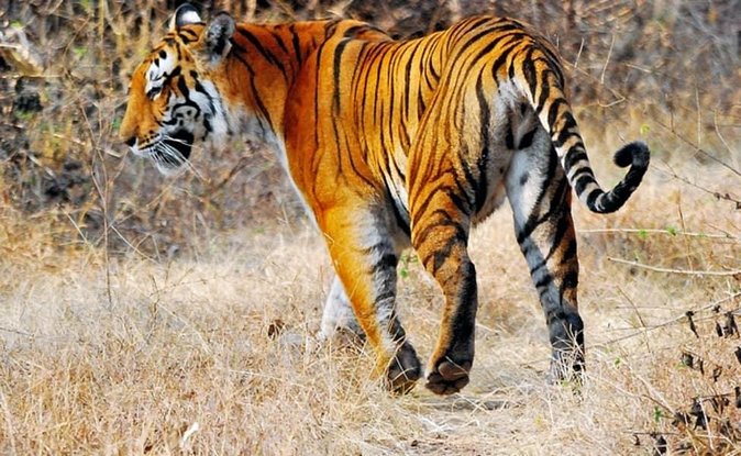 Delhi to Ranthambore Daily Tiger Safari Tour - Leaving Delhi for Sawai Madhopur