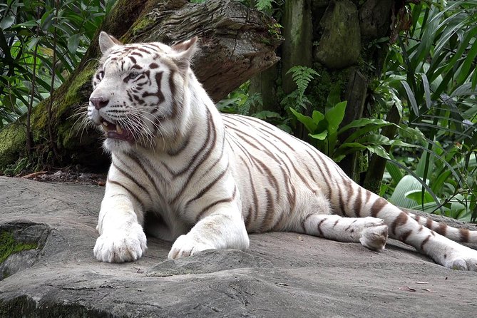 Delhi Zoo White Tigers & lions with Old Fort Visit - Purana Qila adds Delhi history in one hour