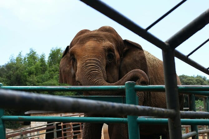 From Delhi: 1-day trip Mathura with Elephant conservation - Why combine Mathura temples with rescued elephants?