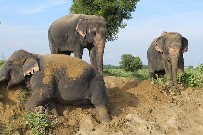 From Delhi: 1-day trip Mathura with Elephant conservation - The three-hour drive from Delhi
