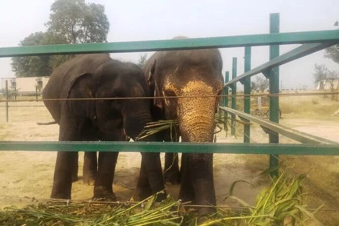 From Delhi: 1-day trip Mathura with Elephant conservation - Is $135 a fair price?
