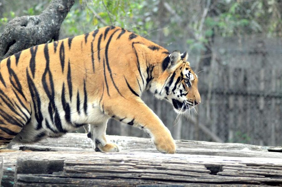 From Delhi: 2-Day Jim Corbett Tiger Safari Tour By Car - Key points to know before booking