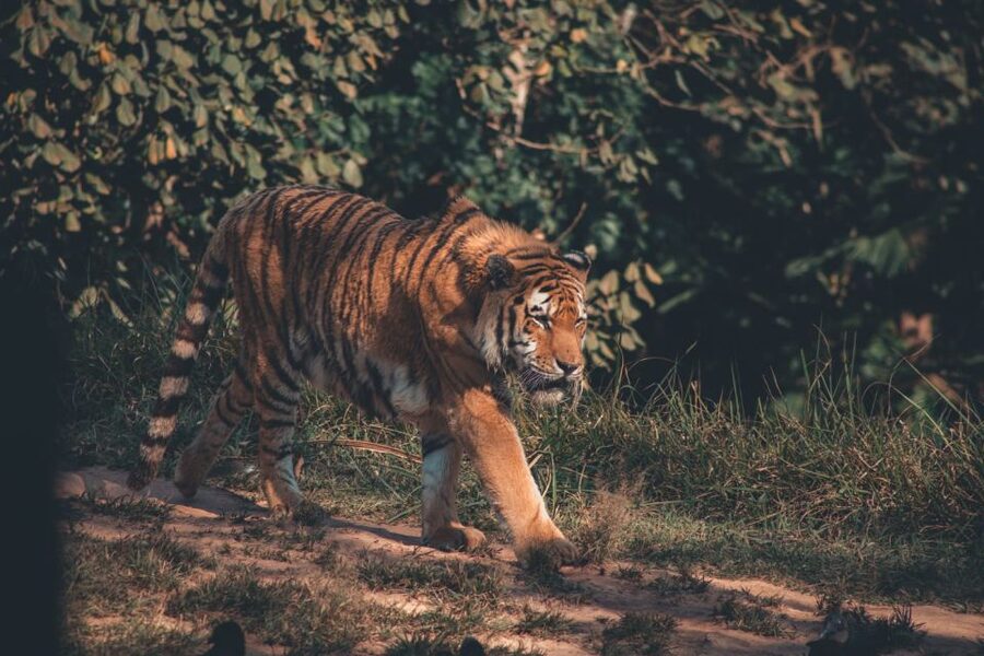 From Delhi: 2-Day Jim Corbett Tiger Safari Tour By Car - Six hours from Delhi to Ramnagar