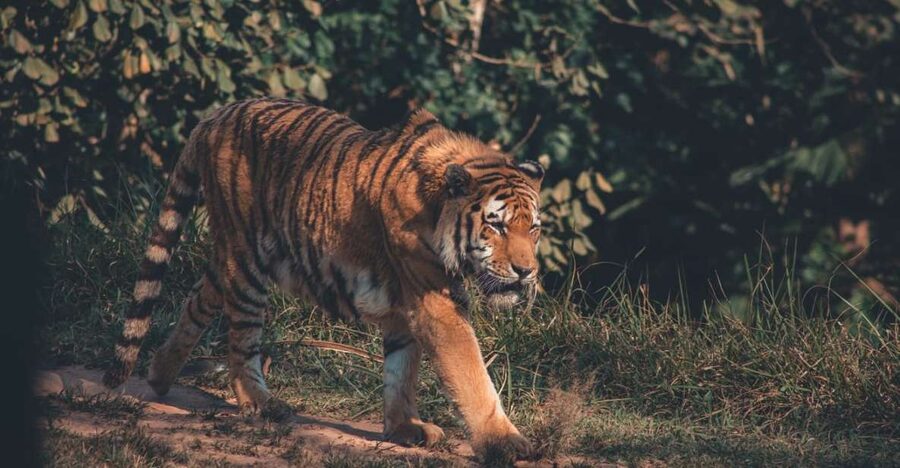 From Delhi: 2-Day Jim Corbett Tiger Safari Tour By Car - What to pack for the two safari rides