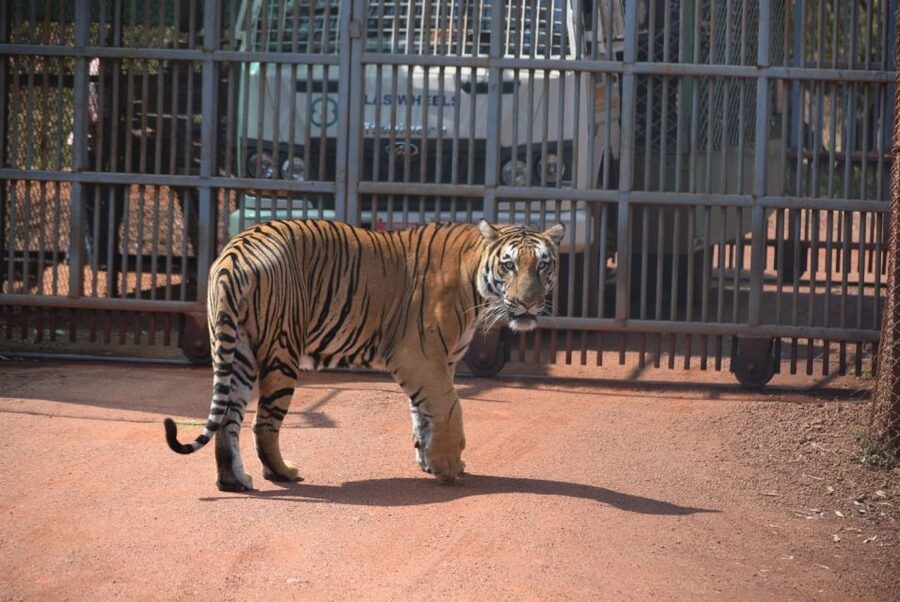 From Delhi: 2-Day Jim Corbett Tiger Safari Tour By Car - Hotel choice: comfort on paper, careful checks in practice