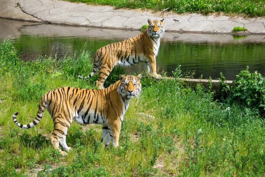 From Delhi: 3-Day Ranthambore Tiger Safari Tours India - Key points to know before booking