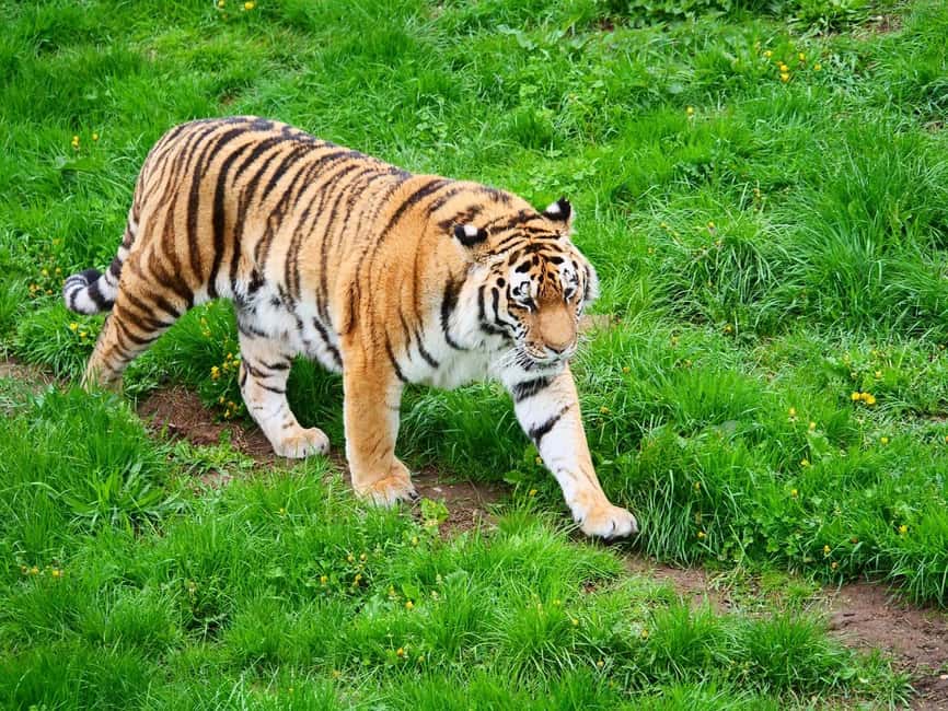 From Delhi: 3-Day Ranthambore Tiger Safari Tours India - Booking details worth checking