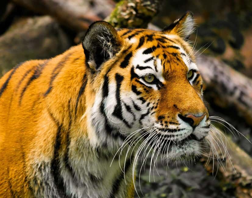 From Delhi: 3-Day Ranthambore Tiger Safari Tours India - Why three days works better than a rushed safari