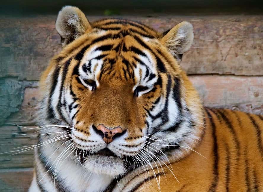 From Delhi: 3-Day Ranthambore Tiger Safari Tours India - Day two: the main morning and afternoon safari program