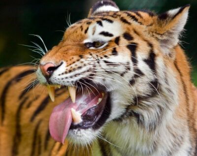 3-Day Ranthambore Tiger Safari Tours India