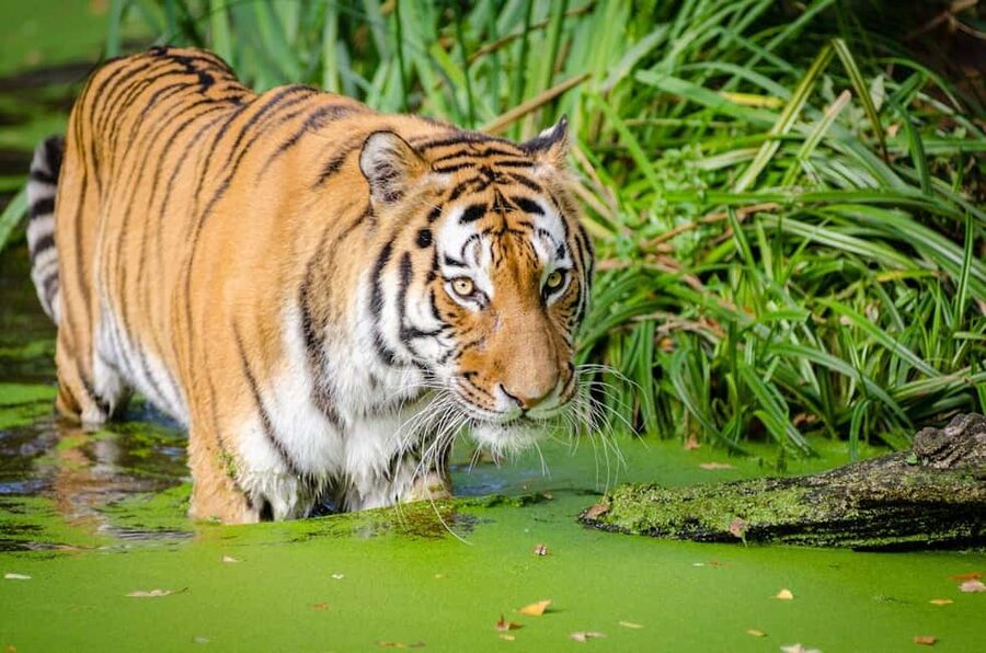 From Delhi: 3-Day Ranthambore Tiger Safari Tours India - Day three: one last look before returning to Delhi