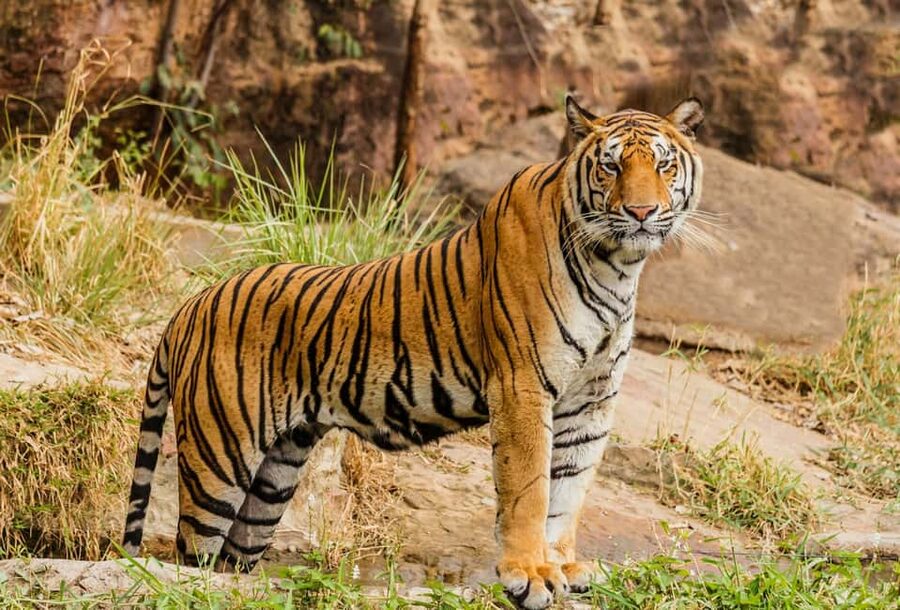 From Delhi: 3-Day Ranthambore Tiger Safari Tours India - What the $392 price means