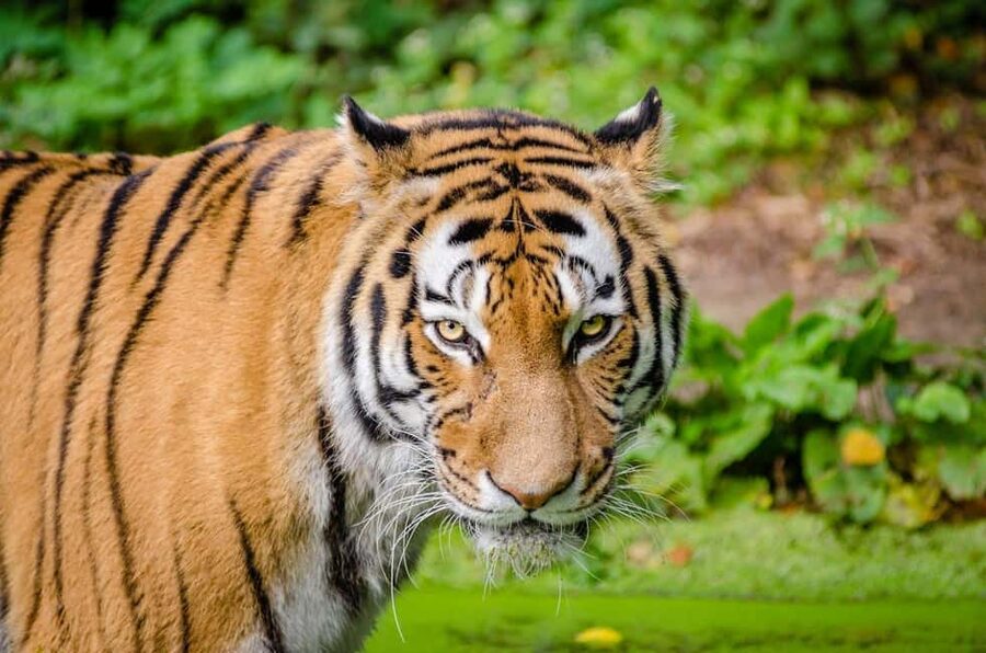 From Delhi: 3-Day Ranthambore Tiger Safari Tours India - The tiger question: what you can and cannot control