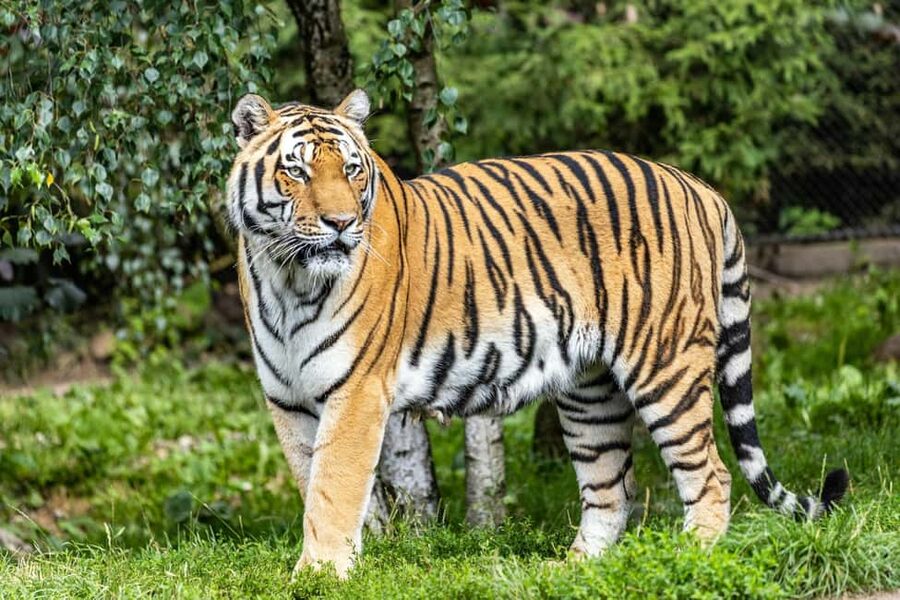 From Delhi: 3-Day Ranthambore Tiger Safari Tours India - Hotel comfort and room arrangements