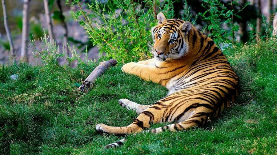 From Delhi: 3-Day Ranthambore Tiger Safari Tours India - Who should book this Ranthambore trip?