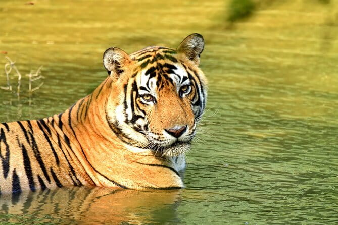 From Delhi: 4 Day Golden Triangle and Tiger Safari Private Tour - Why this four-day route works