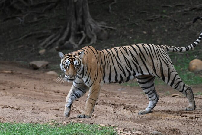 From Delhi: 4 Day Golden Triangle and Tiger Safari Private Tour - Private car comfort, guides, and hotel choices