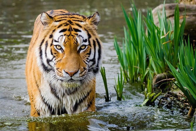 From Delhi: 4 Day Golden Triangle and Tiger Safari Private Tour - What the $259 price really covers