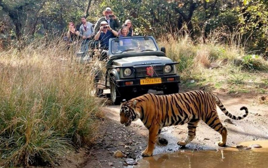 From Delhi: 6-Day Golden Triangle Tour with Ranthambore - Delhi begins with mosques, markets, and imperial avenues
