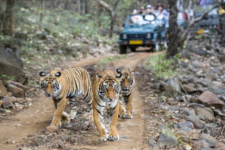 From Delhi: 6-Day Golden Triangle Tour with Ranthambore - Sunrise at the Taj Mahal is worth the alarm