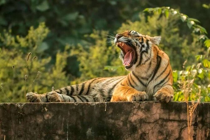 From Delhi : 6 Days Delhi, Jaipur, Agra & Ranthambore By Car - Key points to know before booking