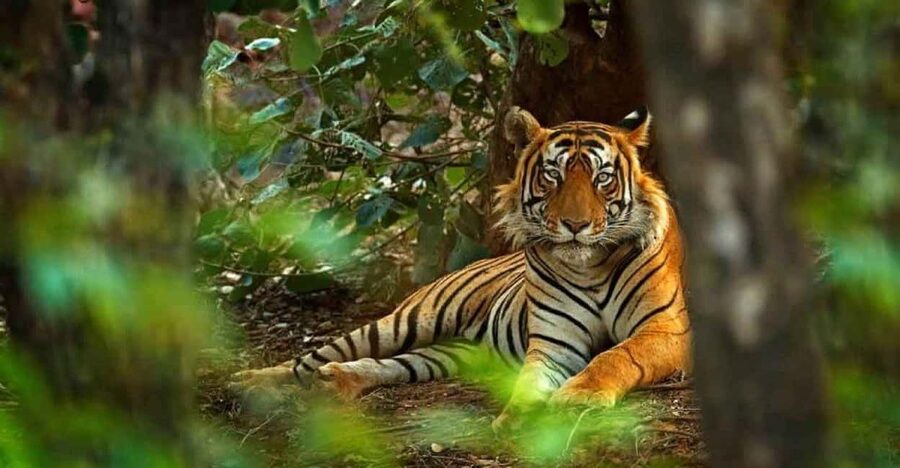 From Delhi: Ranthambore National Park Day Trip with Safari - A tiger safari that begins with a six-hour drive
