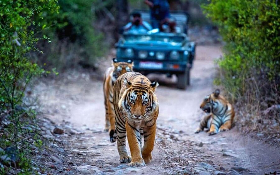 From Delhi: Ranthambore National Park Day Trip with Safari - The Delhi departure and the long road south