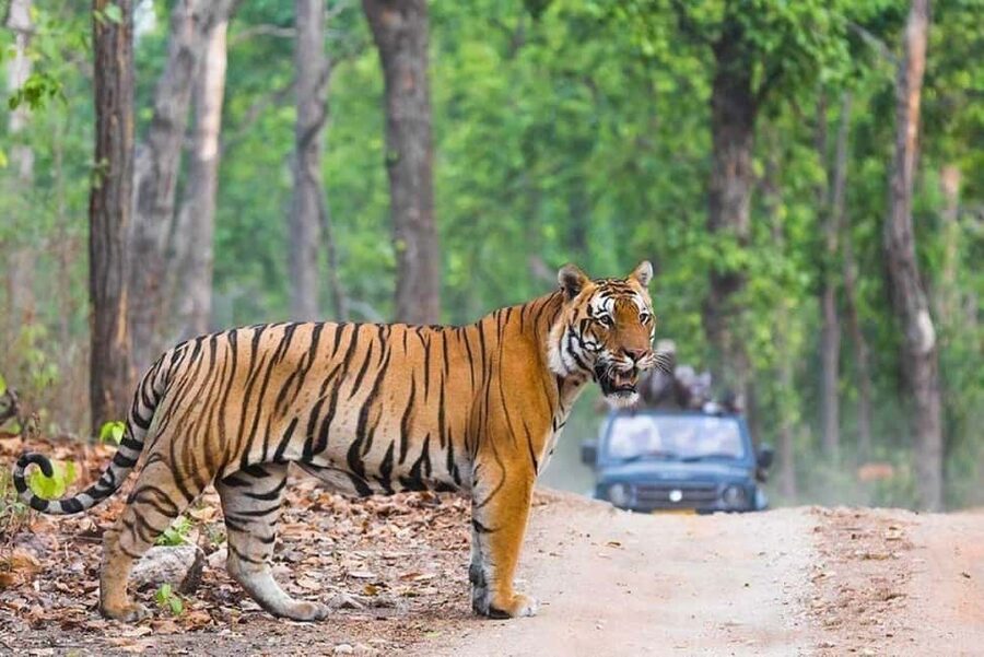 From Delhi: Ranthambore National Park Day Trip with Safari - Reaching Ranthambore before the safari