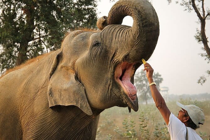 From Delhi: Sunrise Taj Mahal tour with Elephant Conservation - Quick points before you book