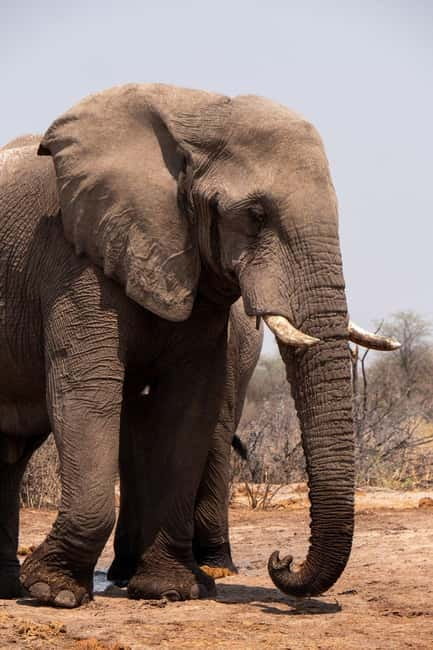 From Delhi: Taj Mahal Sunrise and Elephant Wildlife SOS Tour - What the guide and driver add