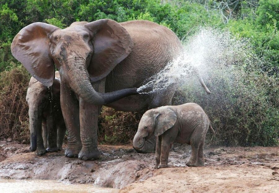 From Delhi: Taj Mahal Tour with Elephant Conservation Centre - Why this Delhi to Agra day trip works