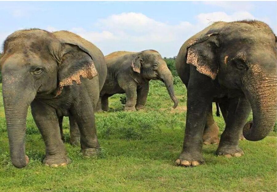 From Delhi: Taj Mahal Tour with Elephant Conservation Centre - The drive back to Delhi