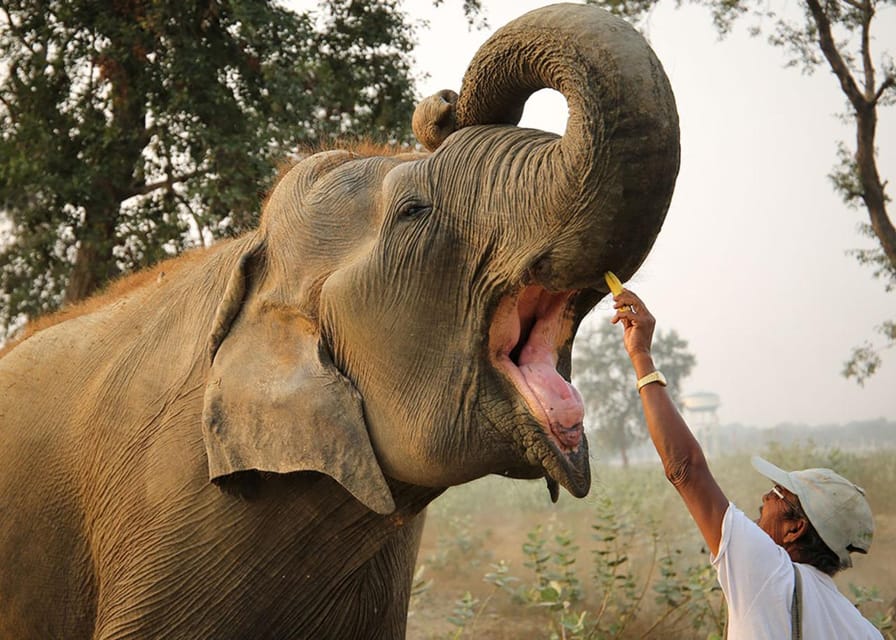 From Delhi: Taj Mahal with Photographer & Elephant SOS Tour - Is $45 good value?