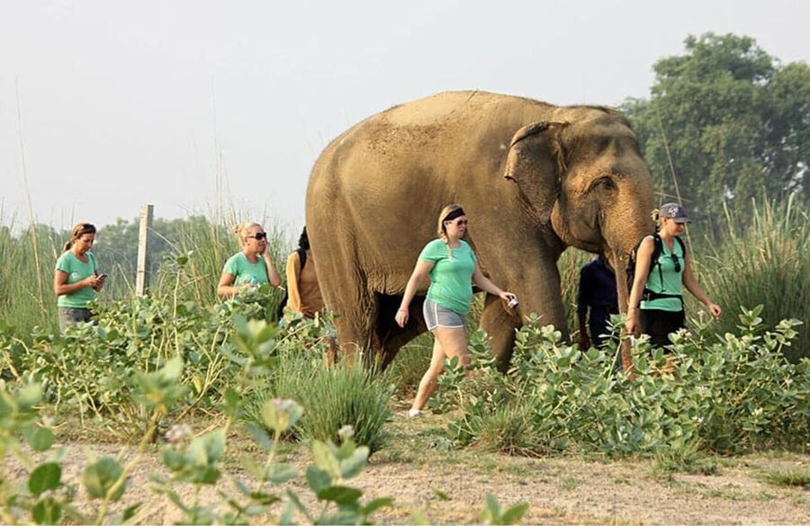 From Delhi: Taj Mahal with Photographer & Elephant SOS Tour - Mughlai lunch in a five-star setting