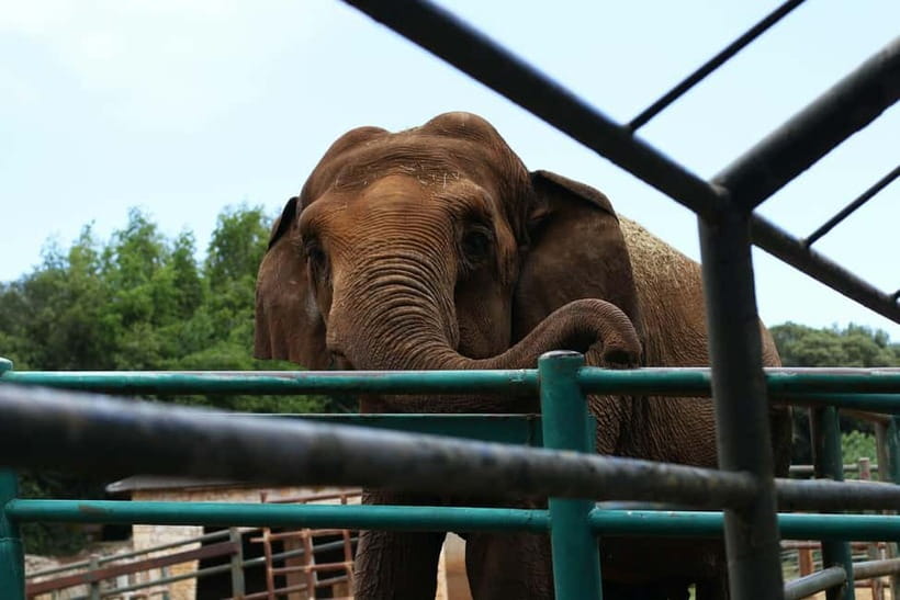 From New Delhi: Taj Mahal and Elephant Conservation Centre - Key points to know before booking