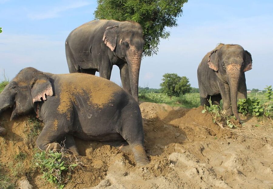 From New Delhi: Taj Mahal and Elephant Conservation Centre - Why this Delhi to Agra trip works