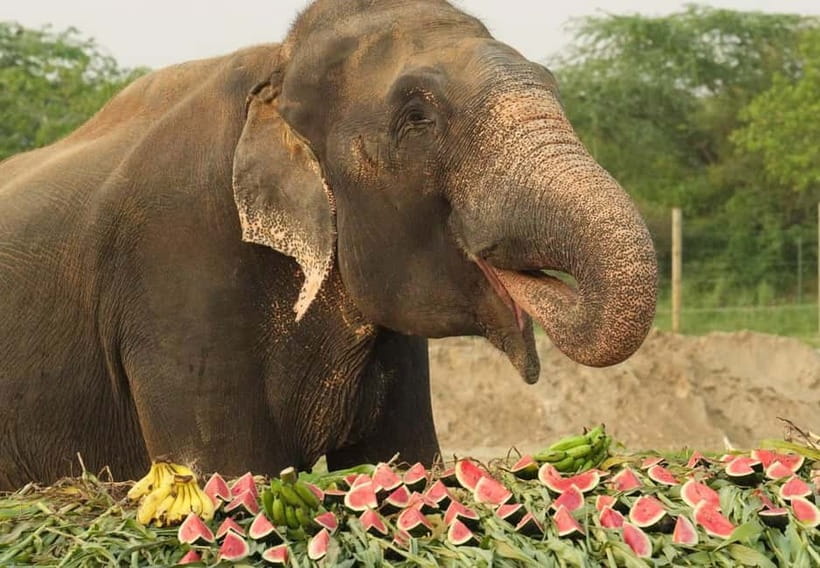 From New Delhi: Taj Mahal and Elephant Conservation Centre - Timing, comfort, and practical concerns