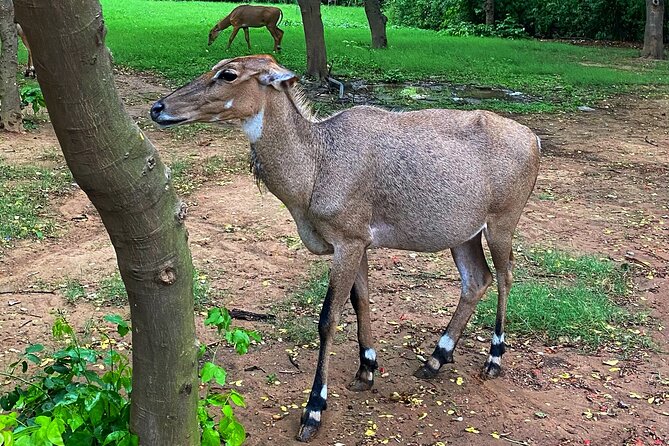 Premium Hidden Jewels of Delhi Cycling Tour - The First Chapter of Delhi - Sanjay Van brings birds, dirt trails, and a change of pace