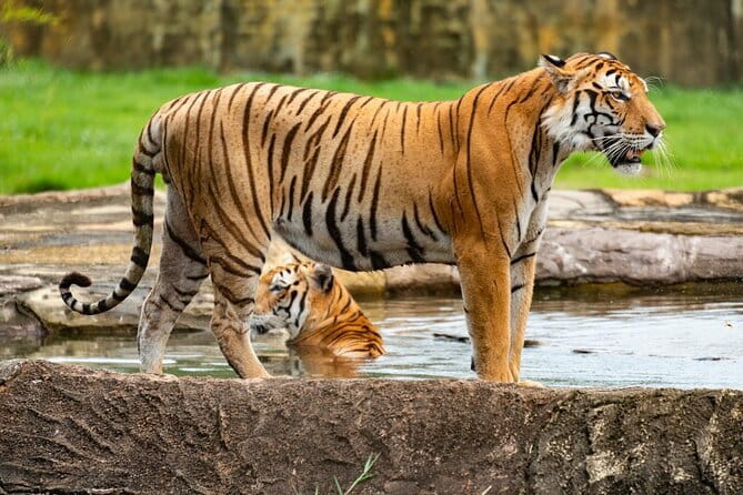 Private 4-Day Tiger Safari & Golden Triangle Tour from Delhi - Key points at a glance