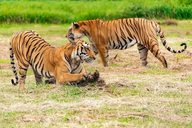 Private 4-Day Tiger Safari & Golden Triangle Tour from Delhi - Why combine the Golden Triangle with Ranthambore?