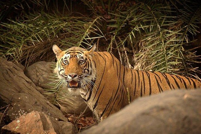 Private 5-Day Ranthambhore Tiger Tour from Delhi including the Taj Mahal, Agra and Jaipur - What this five-day route really covers
