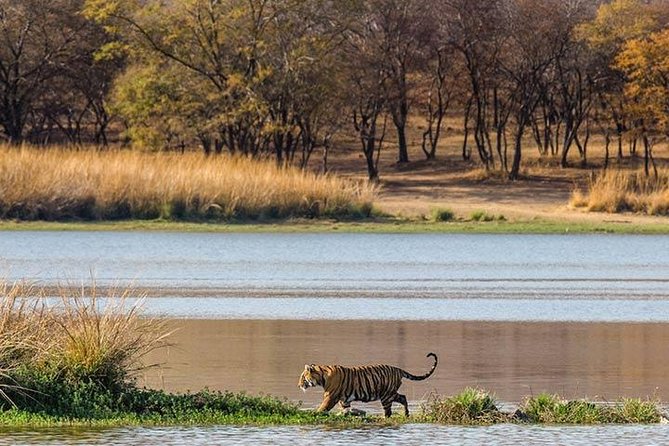 Private 5-Day Ranthambhore Tiger Tour from Delhi including the Taj Mahal, Agra and Jaipur - Two safari drives, two different chances