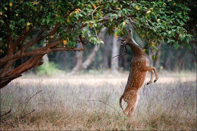 Private 5-Day Ranthambhore Tiger Tour from Delhi including the Taj Mahal, Agra and Jaipur - The driving, guiding and comfort tradeoff